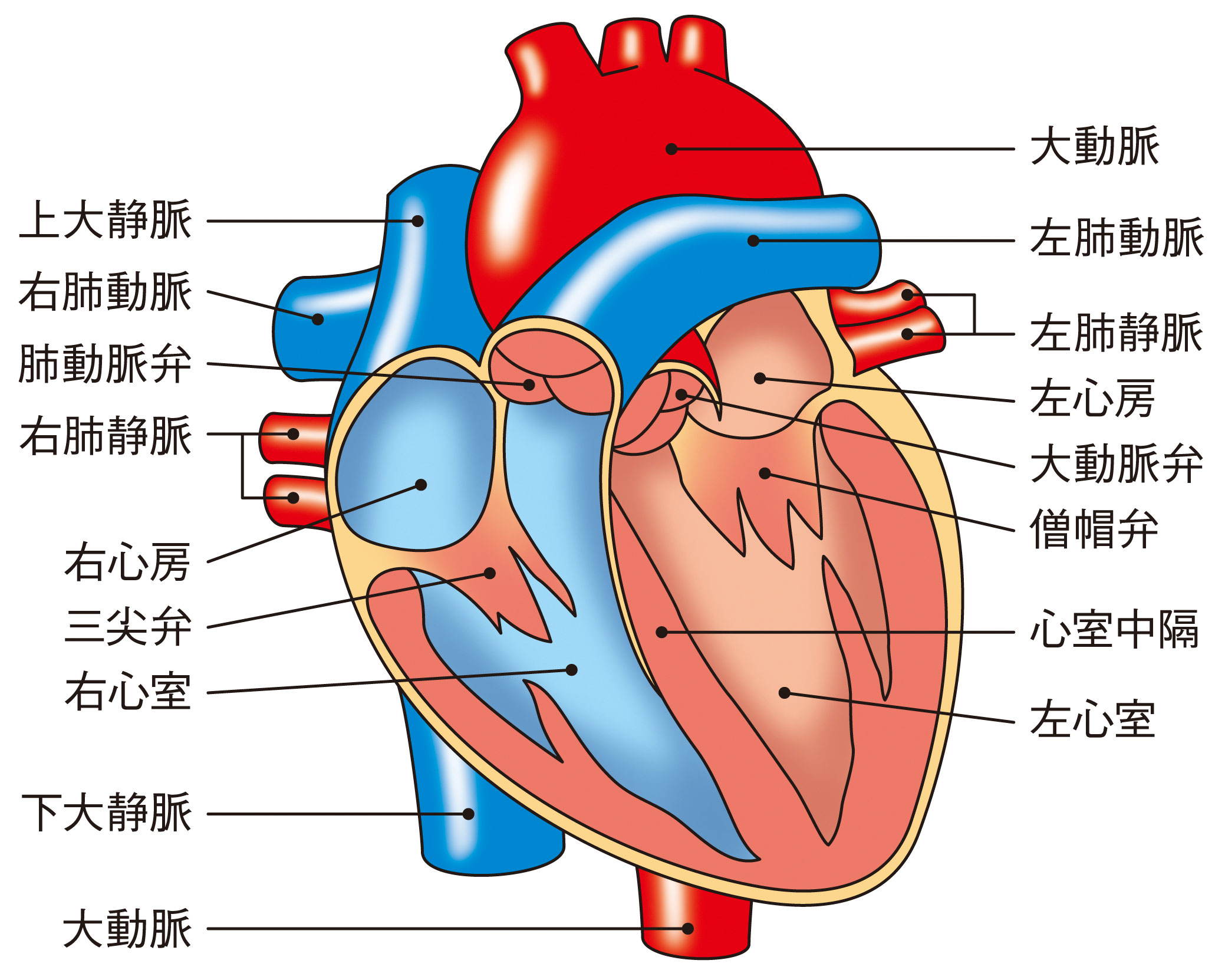 心臓 の 断面 図