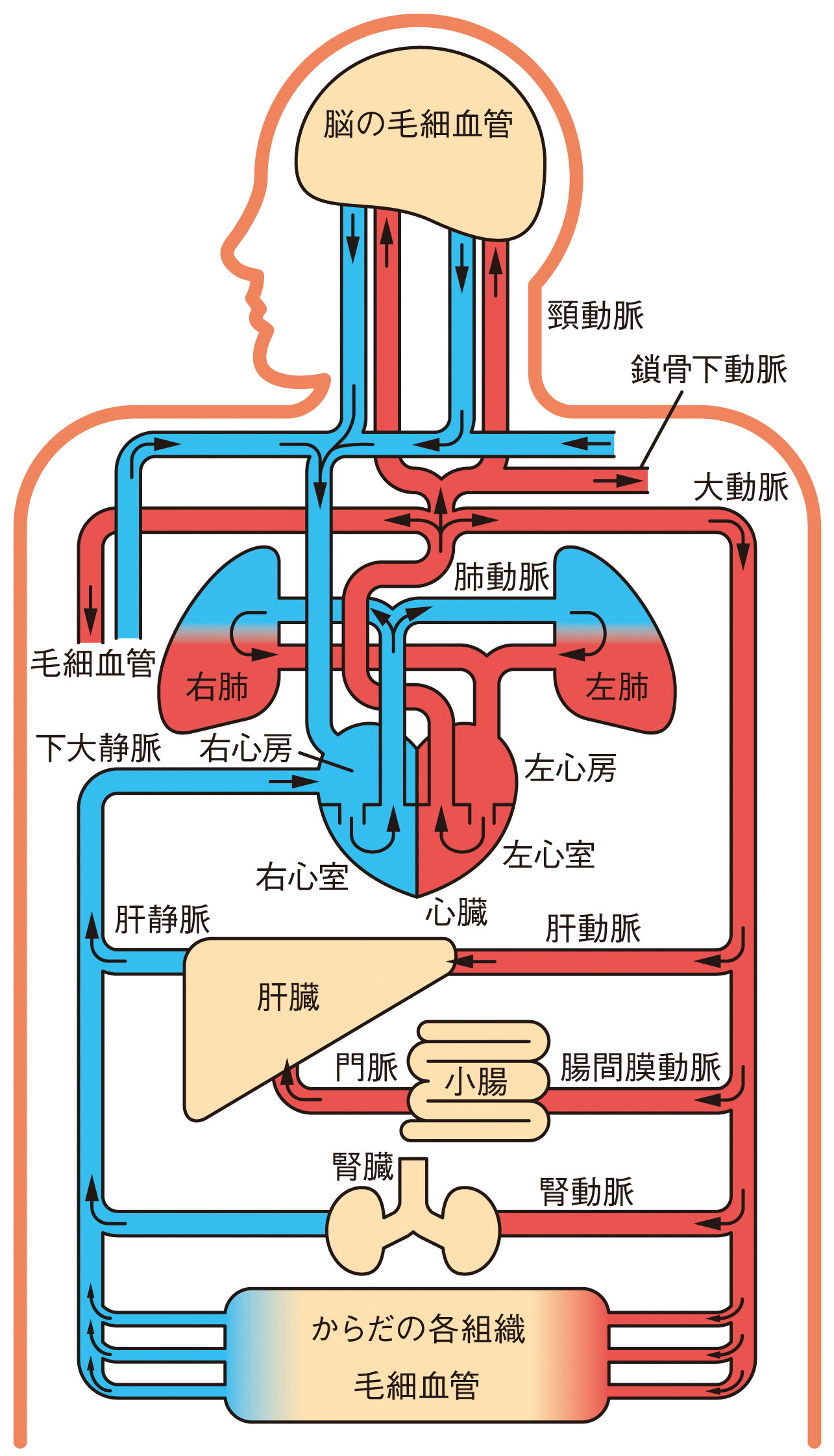 からだの血液循環