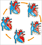 心臓の収縮と拡張