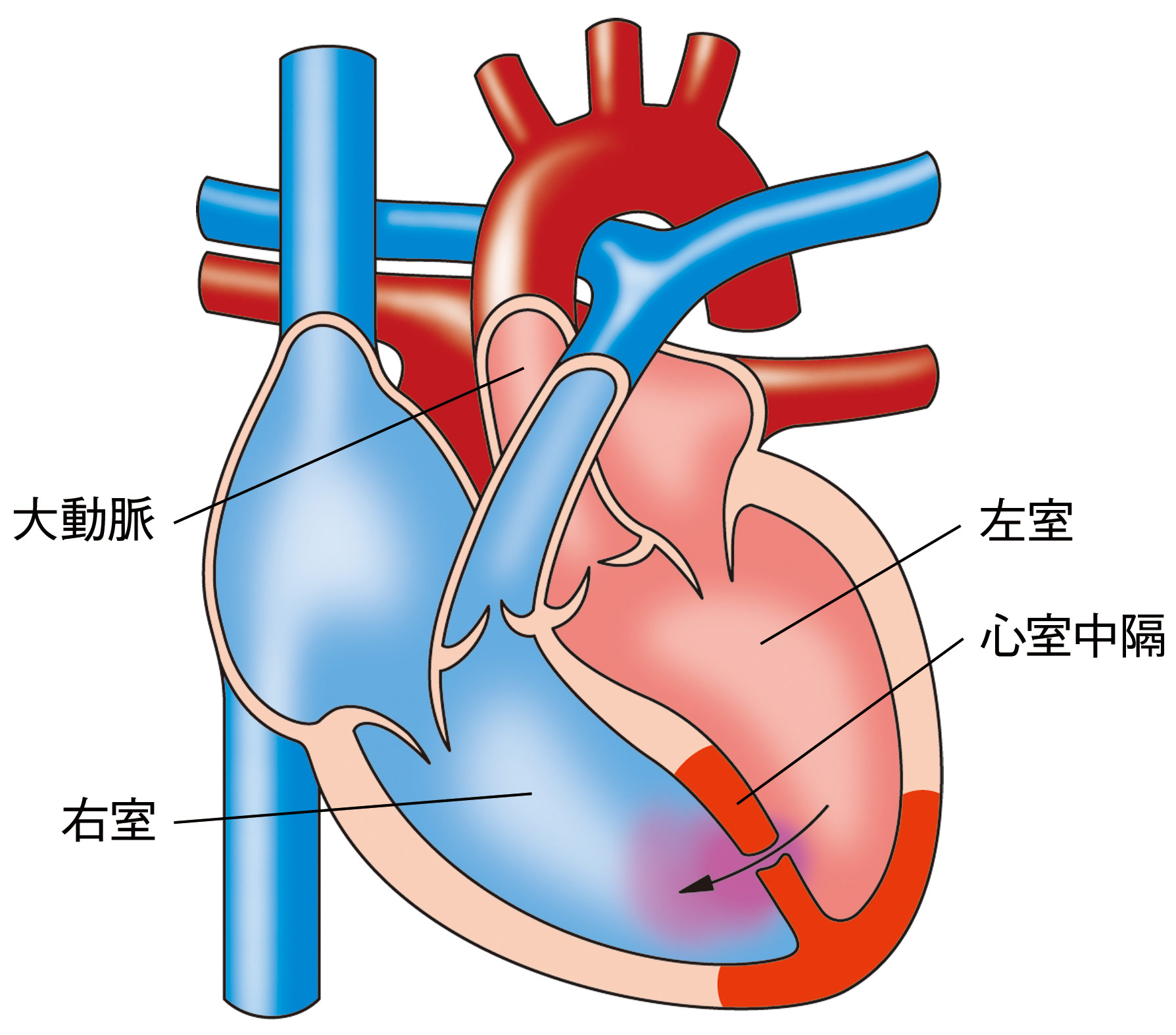 图7-3 左、右心房的关系-心脏外科基础图解-医学