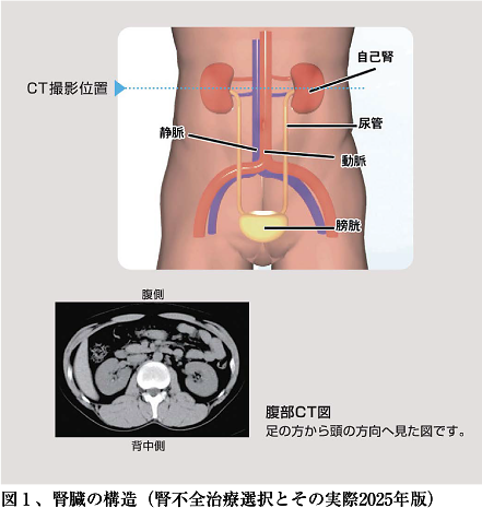 図1、腎臓の構造(腎不全治療選択とその実際2025年版)