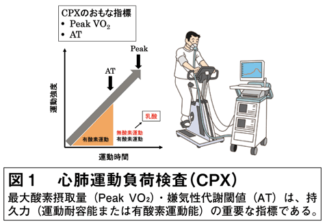 図1　心肺運動負荷検査（CPX）