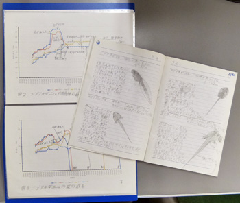 エゾアカガエルとエゾサンショウウオの観察記録